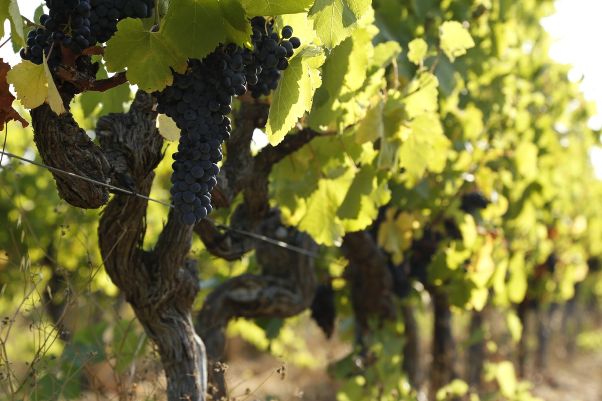 Domaine de Triennes, vignoble provençal