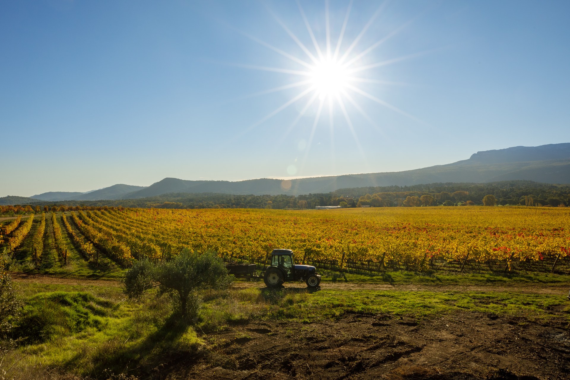 La vigne
