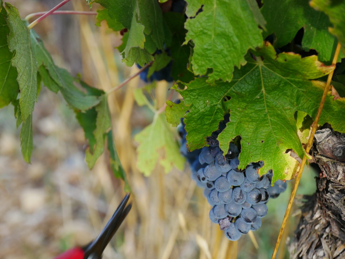 Vendanges d'automne
